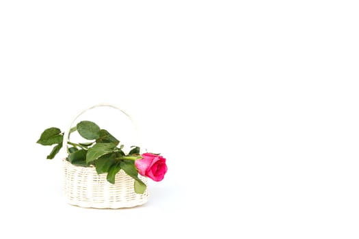 Rose Flower in wooden handmade basket isolated on white background