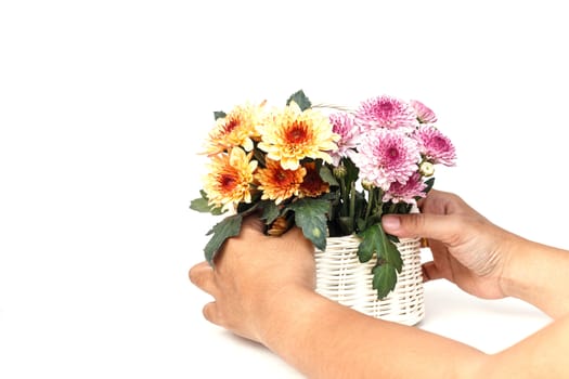 Hand holding Flower in wooden handmade basket isolated on white background