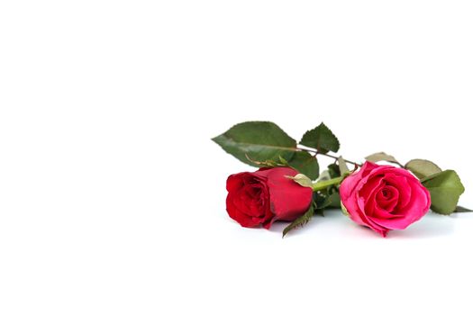 Rose Flower isolated on white background