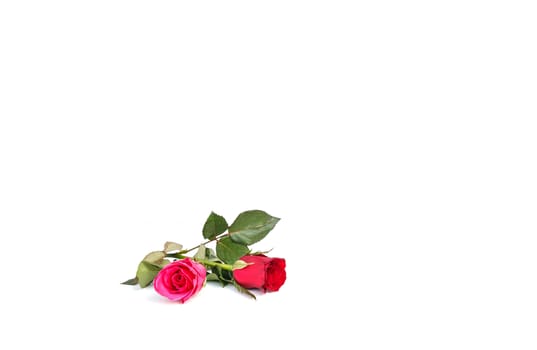 Rose Flower isolated on white background