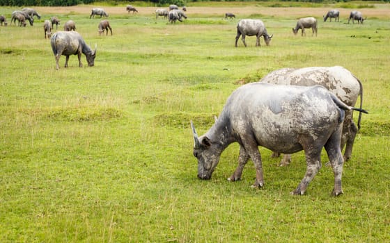 Buffalo in Thailand