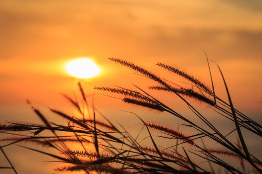 Grass flower in the rays of the sunset