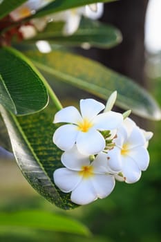Close up white frangipani flower
