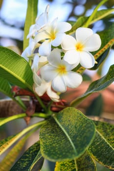 Close up white frangipani flower