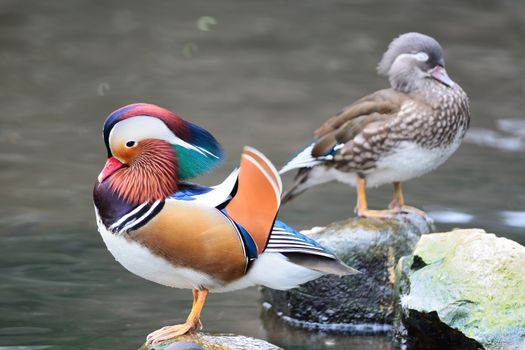 Colorful duck, Mandarin Duck (Aix galericulata), standing on the rock, side profile