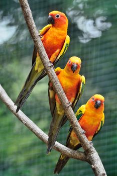 Colorful parrot bird, Sun Conure (Aratinga solstitialis), standing on a branch