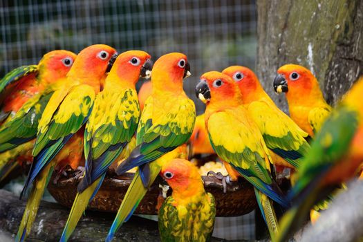 Colorful parrot bird, Sun Conure (Aratinga solstitialis), eating the food