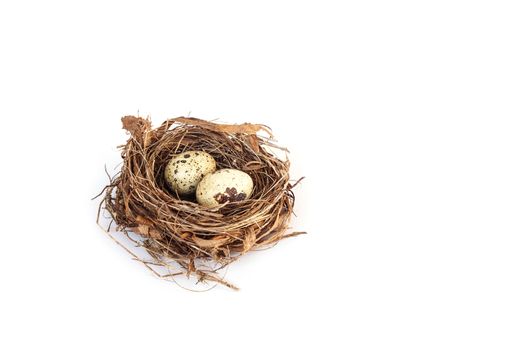 Quail eggs in the nest