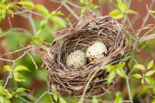 Quail eggs in the nest