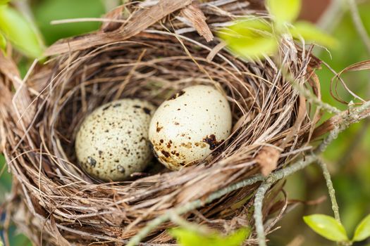 Quail eggs in the nest