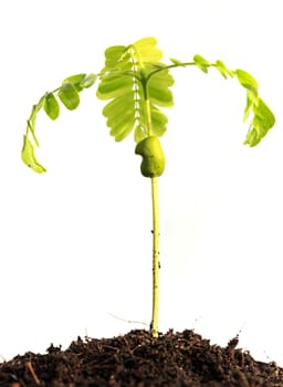 Young plant on White background