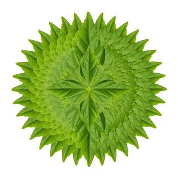 Abstract of green leaf isolated on white background