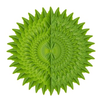 Abstract of green leaf isolated on white background
