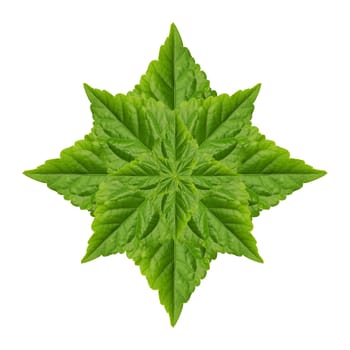 Abstract of green leaf isolated on white background