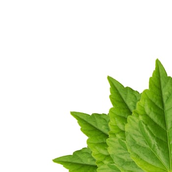 Abstract of green leaf isolated on white background