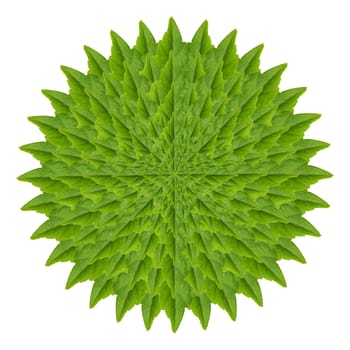 Abstract of green leaf isolated on white background