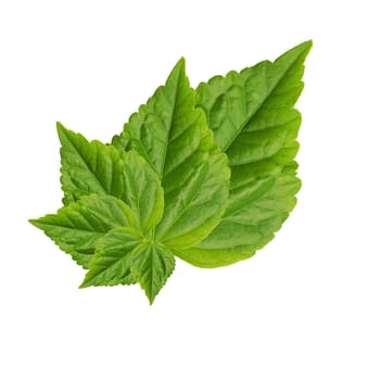 Abstract of green leaf isolated on white background