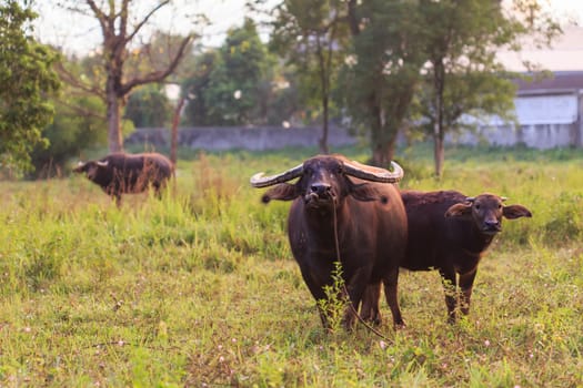 Buffalo in Thailand