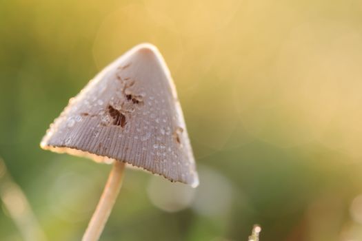 Close up mushrooms in the grass