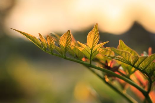 Young tree leaf in the morning