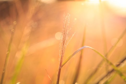 Grass flower in the morning