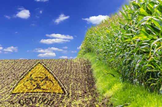 Tag field with regard to gene and food corn.