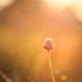 Grass flower in the morning