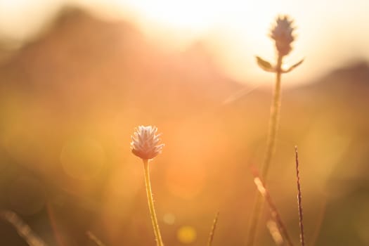 Grass flower in the morning