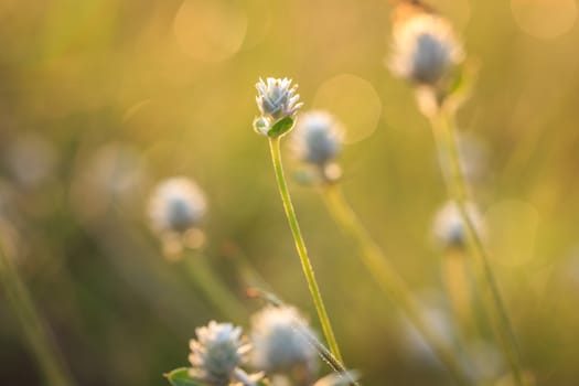Grass flower in the morning