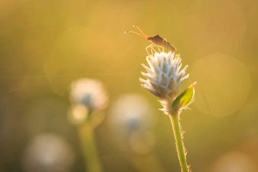Grasshopper is on the grass flower