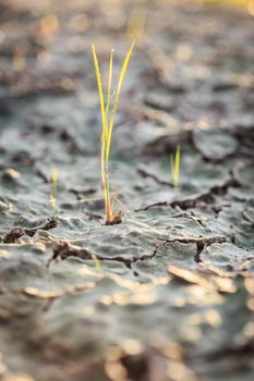 Grass on crack soil
