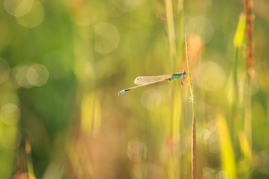 Dragonfly on plant