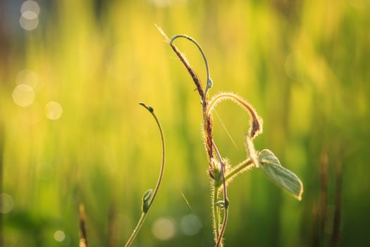 Grass flower and green plant in the morning