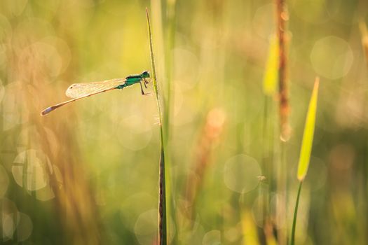 Dragonfly on plant