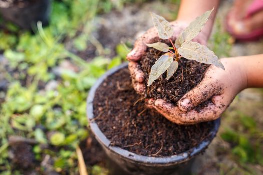 Close up Hand of children holding plant and soil