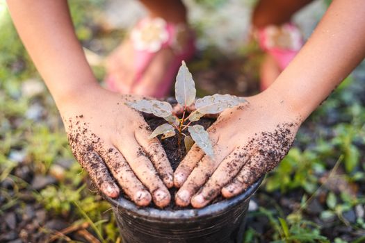 Close up Hand of children holding plant and soil