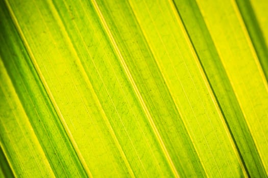 Close up tree leave tuxture for background