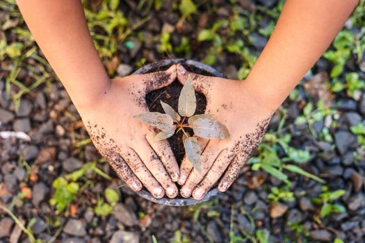 Close up Hand of children holding plant and soil