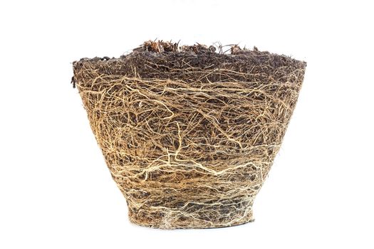 Texture of root from plant box