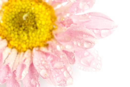 Close up flower with water drop