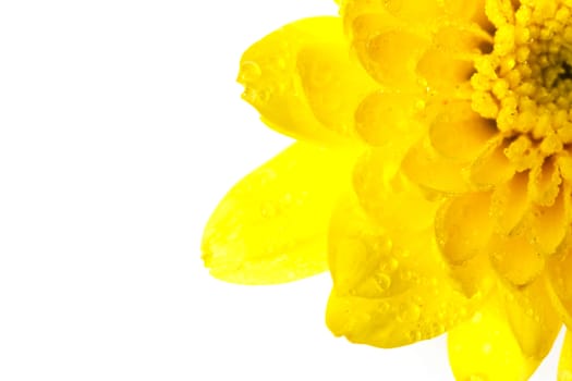 Close up flower with water drop