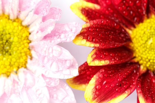 Close up flower with water drop