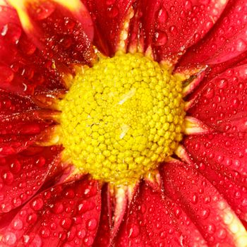 Close up flower with water drop