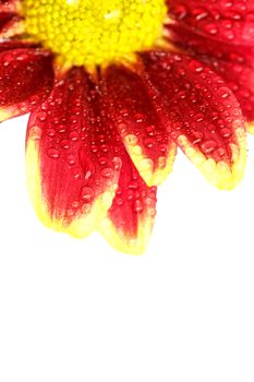 Close up flower with water drop