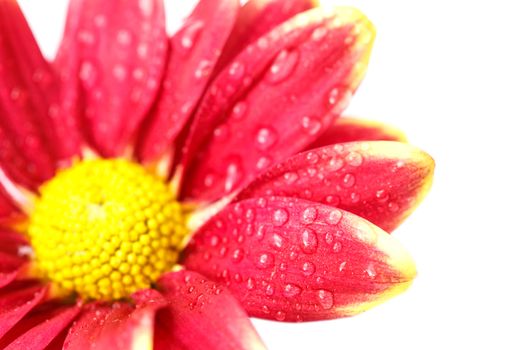 Close up flower with water drop