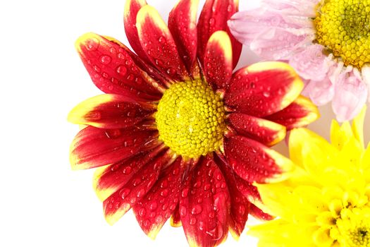 Close up flower with water drop