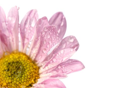 Close up flower with water drop