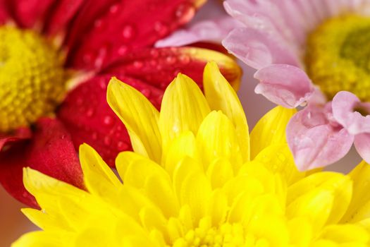 Close up flower with water drop