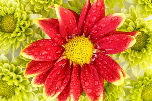 Close up flower with water drop
