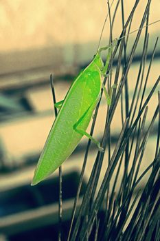 Tettigoniidae, katydids, bush cricket